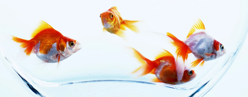 Come capire se il vostro pesce rosso è felice e in salute