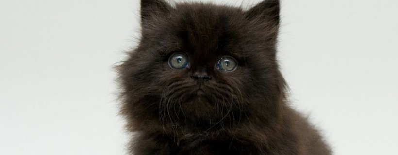 Un gatto nero è veramente nero? Scopriamo di più sul manto nero del gatto