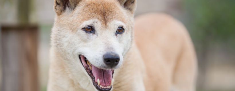 Cane Canoro della Nuova Guinea: Tutto su questo rarissimo cane
