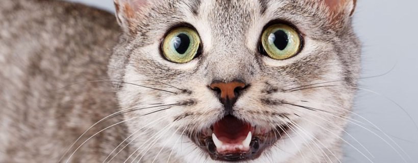 Problemi ai denti dei gattini: come affrontarli