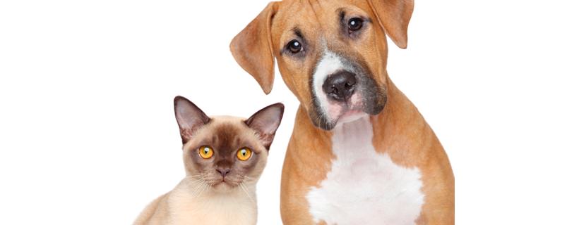 I gatti sono più bravi dei cani a far capire se sono malati?