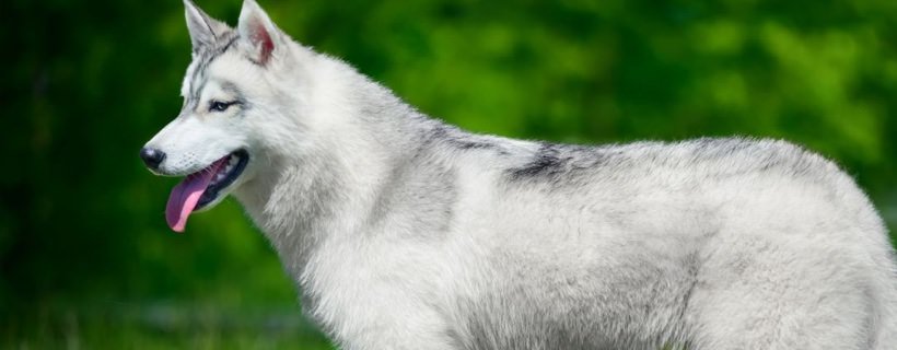Alcune leggende da smentire sul Siberian Husky