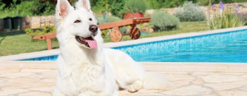 Suggerimenti e consigli per le persone che portano i loro cani in vacanza