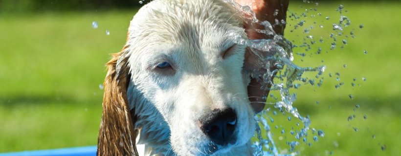 Se ai cani piace nuotare, come possono detestare di essere lavati?