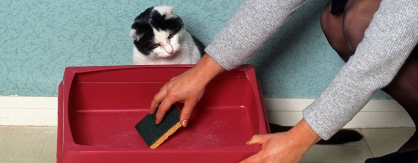 Le cause comuni del perché un gatto rifiuta la lettiera