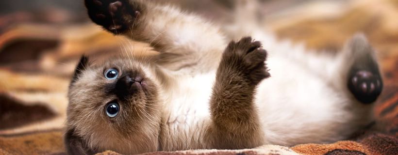 5 caratteristiche comuni della personalità del Gatto Siamese