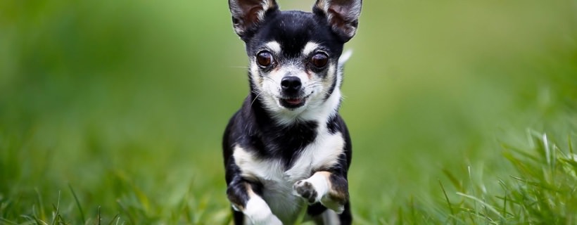 5 caratteristiche comuni della personalità del Chihuahua