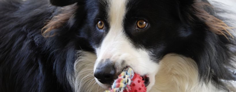 5 caratteristiche comuni della personalit&agrave; del Border Collie
