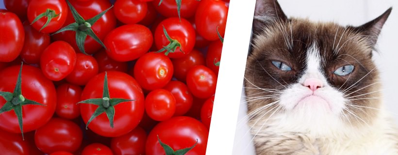 I gatti possono mangiare pomodori?