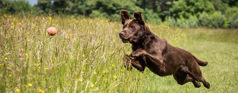 Labrador Retriever: Esercizi fisici per il tuo cane