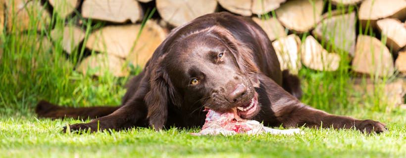 I PRO e i CONTRO della dieta BARF
