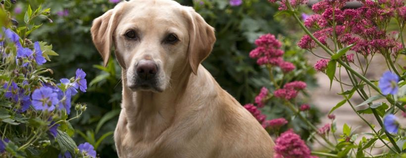 Labrador Retriever: Allergie e Soluzioni