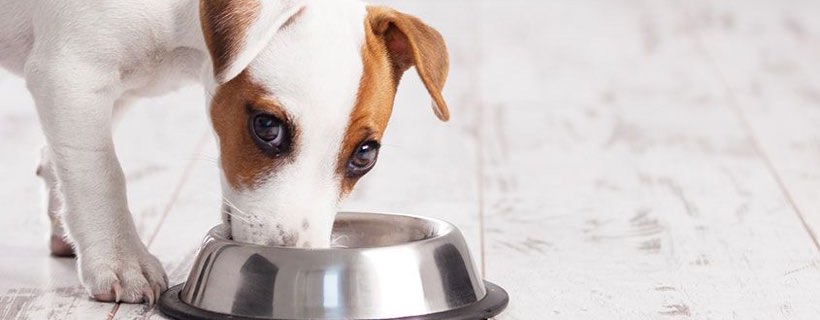 Nutrire il tuo cucciolo con cibo commerciale: Pro &amp; Contro delle Crocchette