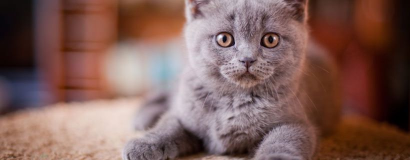 6 problemi di salute da tenere sotto controllo nei gattini