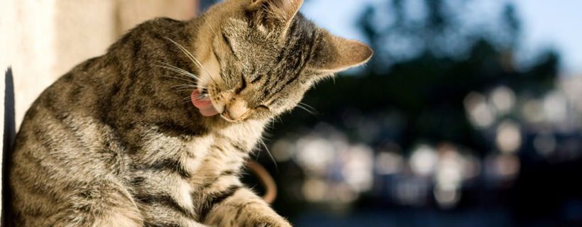 6 motivi per cui il vostro gatto non si lava