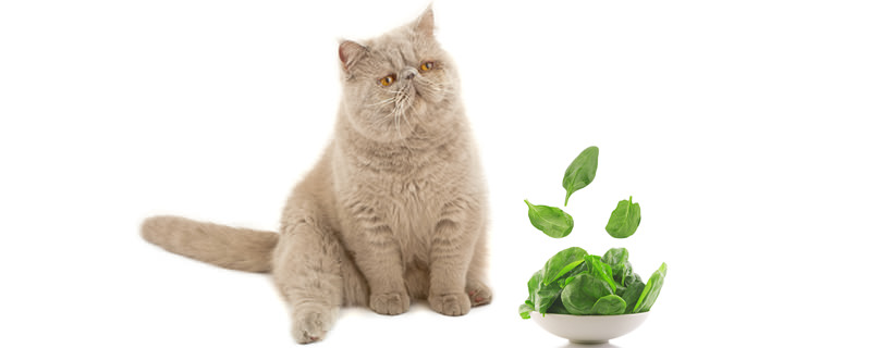 I gatti possono mangiare spinaci?