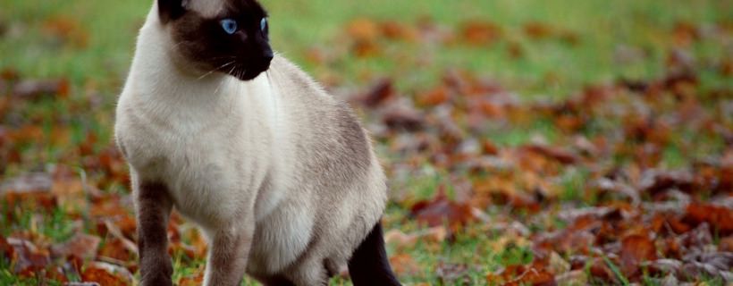 La genetica del colore del Gatto Siamese