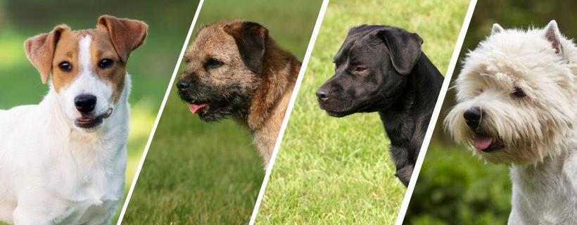 Quale razza di Terrier è la migliore per te?