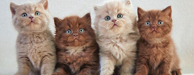 6 elementi essenziali di salute che è necessario monitorare nei gattini nelle prime settimane di vita