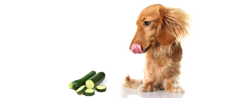 Il mio cane può mangiare le zucchine?