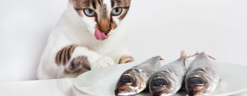Alimentare il tuo Gatto con il Pesce è una Buona Idea?