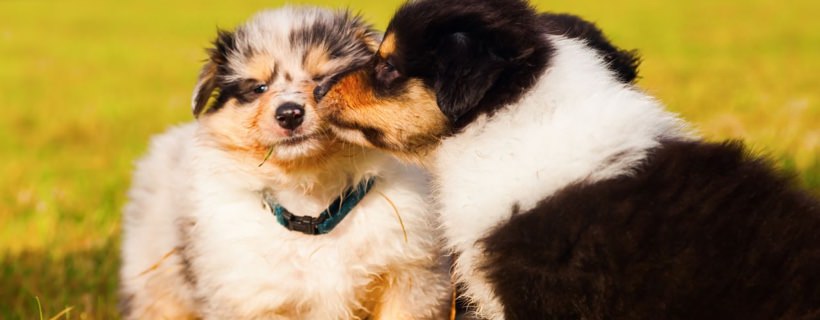Come prendersi cura di cuccioli di cani appena nati