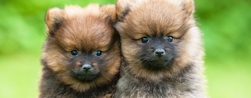 Comprare un Cucciolo: le domande più importanti da porre all'allevatore
