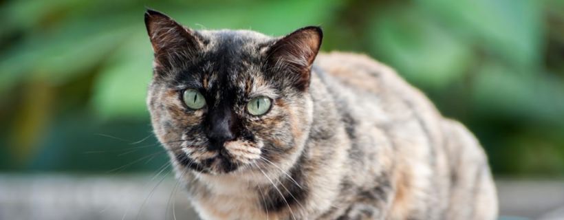 Qual è la durata media della vita di un gatto?