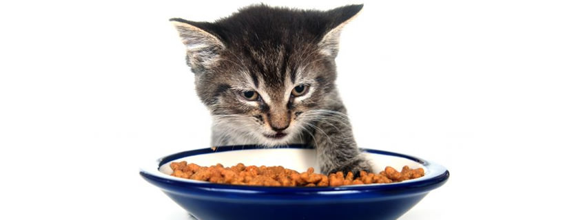 Come far mangiare un gatto malato