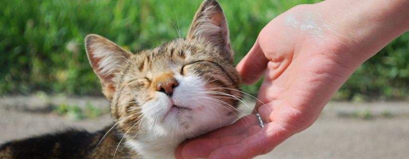 5 Comportamenti del Gatto che i proprietari (spesso) fraintendono