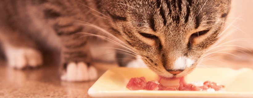 Passaggio al cibo crudo per i gatti più esigenti