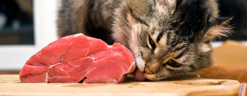 I benefici della dieta crudista per il vostro gatto