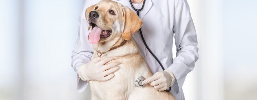 Cani e pressione della testa – I sintomi di un'emergenza da non ignorare
