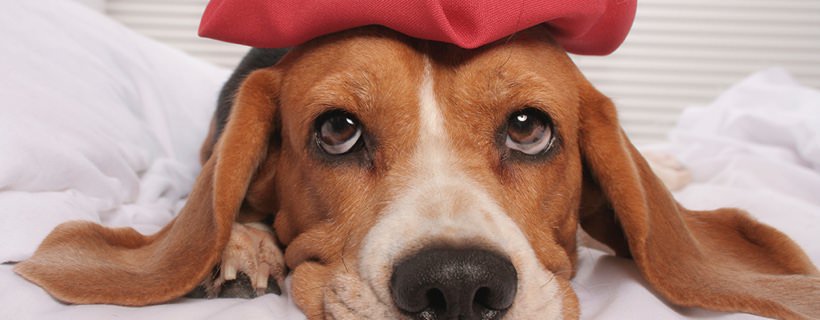 I Cani hanno il mal di testa?