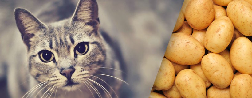 I gatti possono mangiare le patate?