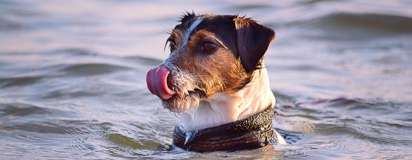 Metodi (e trucchi) per incoraggiare il cane a nuotare