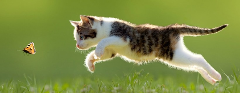Come scoprire l’età di un Gatto (o di un gattino)