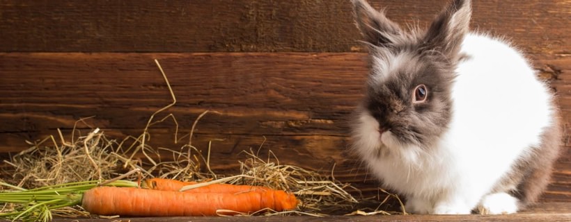 Cibi che sono pericolosi (o velenosi) per i conigli