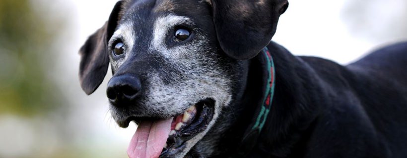 21 Consigli per affrontare felicemente la vecchiaia del vostro cane