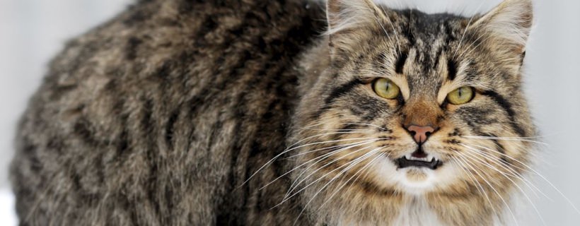Le 5 cose che ai gatti proprio non piacciono