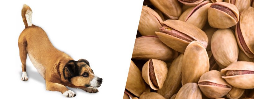 I cani possono mangiare i pistacchi?