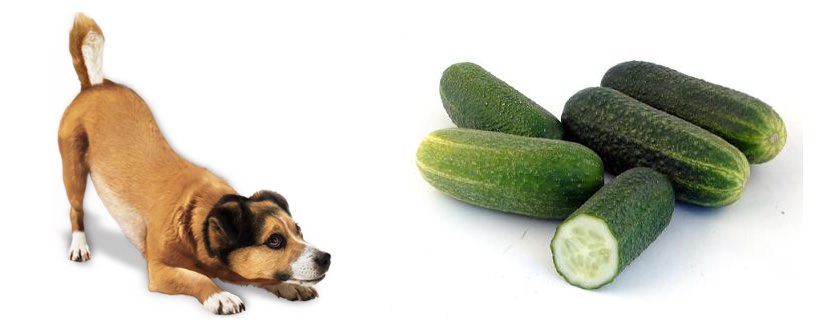 I cani possono mangiare i cetrioli?
