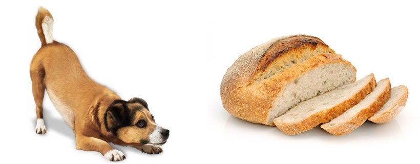 I cani possono mangiare il pane? Tutto quello che c'&egrave; da sapere