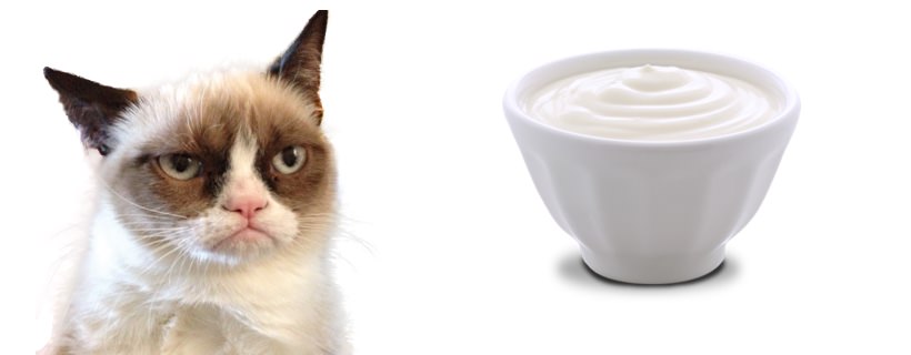 I gatti possono mangiare lo yogurt?