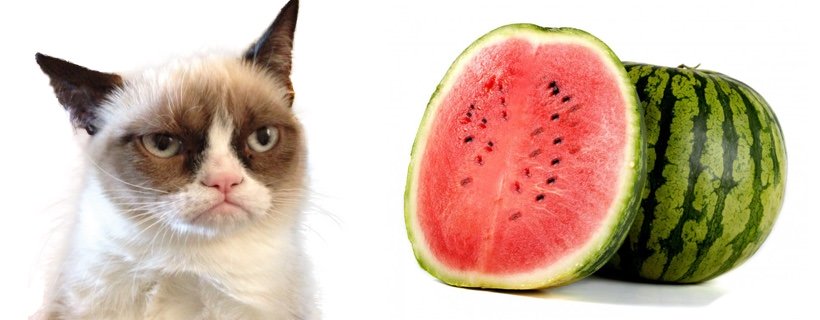 I gatti possono mangiare le angurie?