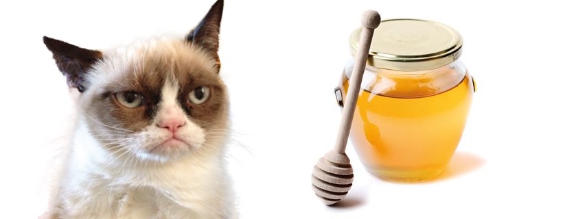 I gatti possono mangiare il miele?