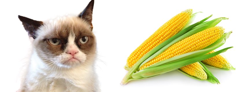 I gatti possono mangiare il mais?