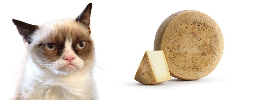 I gatti possono mangiare il formaggio?