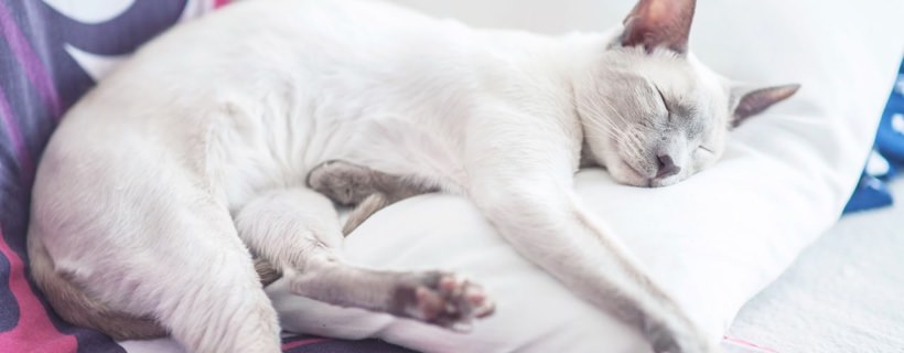 Condividere il letto con il gatto: sì o no?