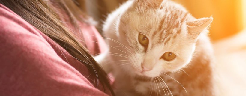Le Donne incinte che hanno un Gatto devono stare attente alla Toxoplasmosi?